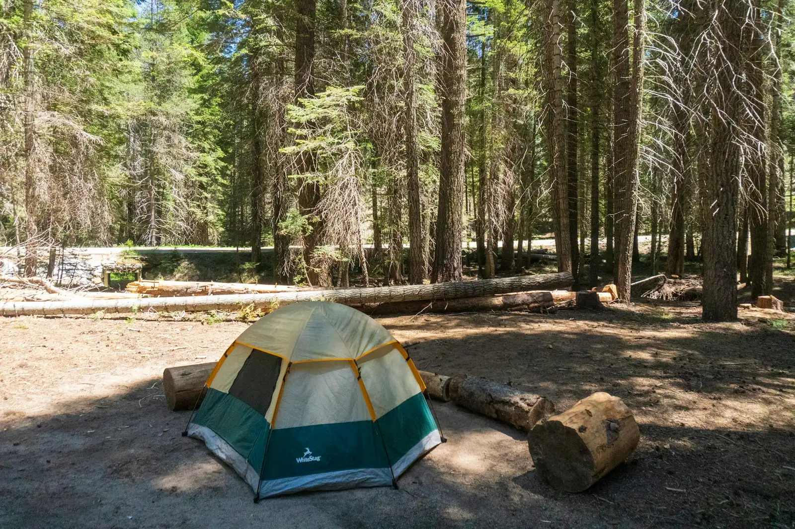 A small dome tent pitched on flat ground in a sunny pine forest campsite with logs nearby