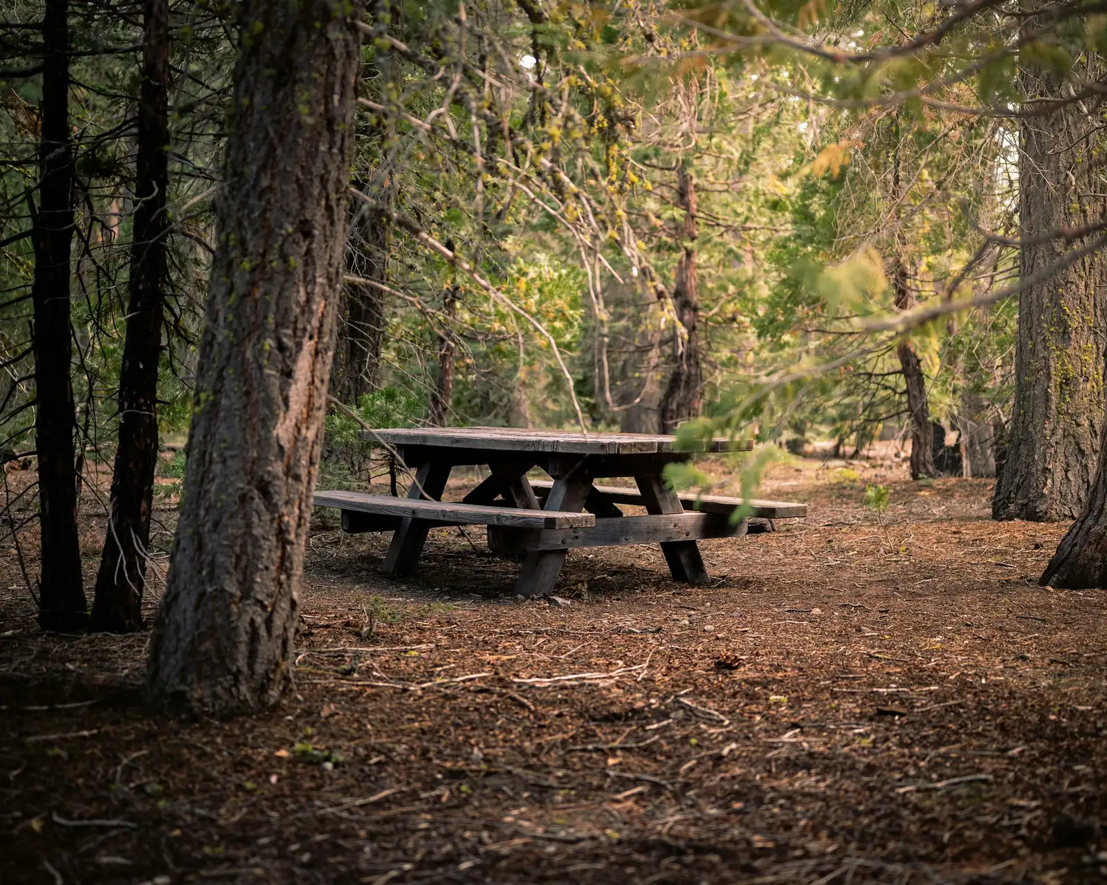A wooden picnic table in a quiet campsite surrounded by tall pine trees